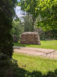 Stack of logs in forest