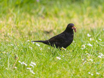 Bird on a field, blackbird, turdus merula, catching worms in the grass