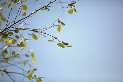 Low angle view of flowers against clear blue sky