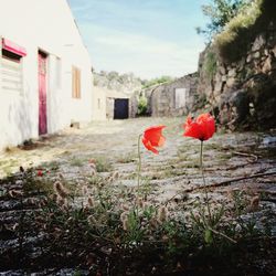 Close-up of plants against the wall