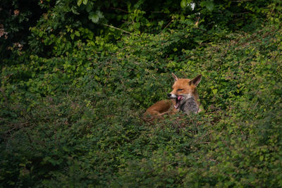 Red fox in foliage