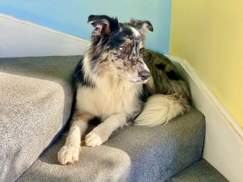 Portrait of dog relaxing at home