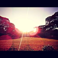 Sun shining through trees