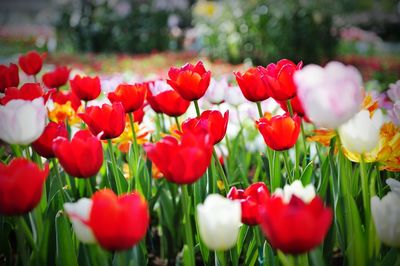 Close-up of red tulips in bloom
