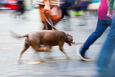 Side view of dog walking on road