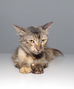 Portrait of cat against white background