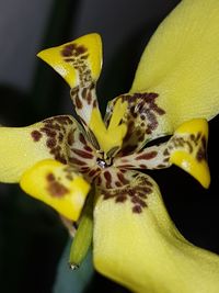 Close-up of yellow lily