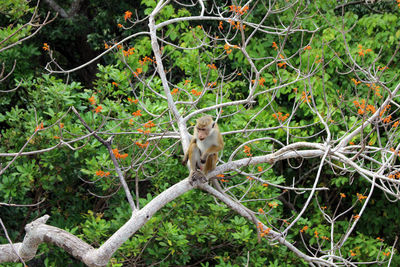 Monkey sitting on tree branch