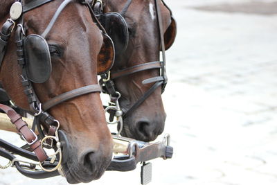 Close-up of horse on street