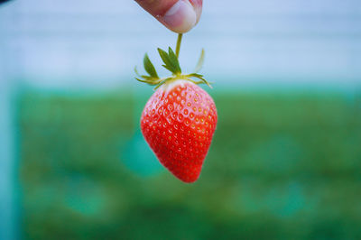 Close-up of hand holding strawberry