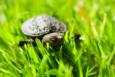 Close-up of a baby turtle on grass