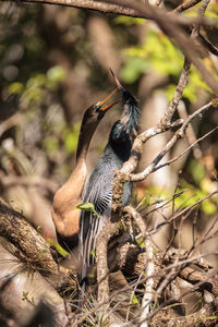 Close-up of bird perching on branch