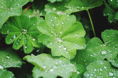 Close-up of wet plant leaves