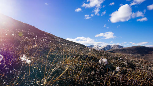 Low angle view of tree mountains against sky