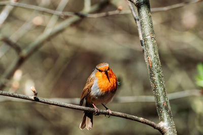Bird perching on a branch