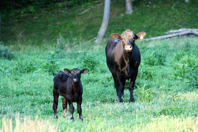 Cow on field