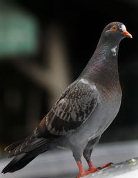 Close-up of pigeon on railing