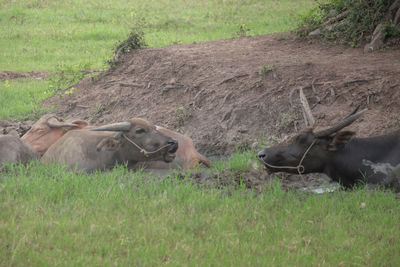 View of an animal on field