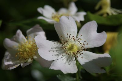 Close-up of white flowering plant