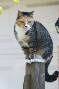 Portrait of cat sitting on wooden post