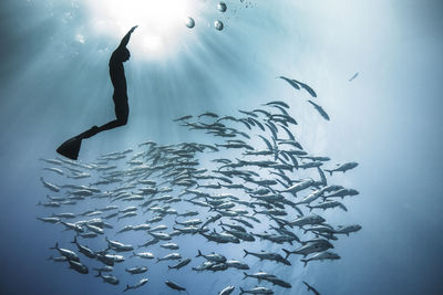 Low angle view of fishes swimming in sea