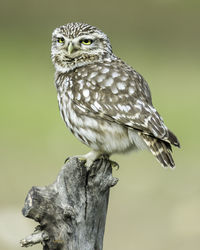 Close-up of owl perching on branch