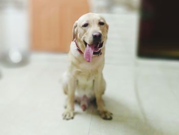 Portrait of dog sitting on floor at home