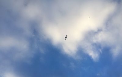 Low angle view of bird flying in sky