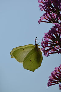 Low angle view of butterfly on plant against clear sky