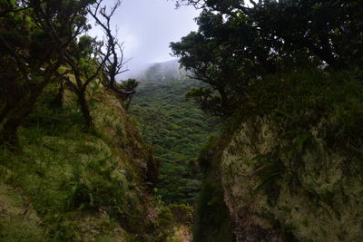 Scenic view of trees in forest against sky