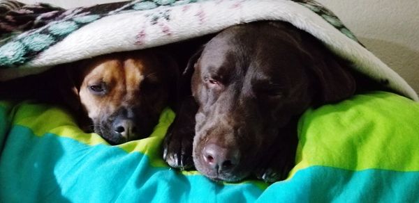 Close-up portrait of dog resting on bed