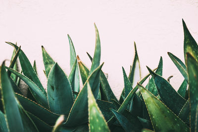 Close-up of leaves on plant