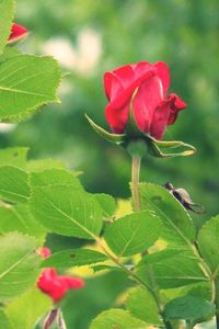 Close-up of pink rose