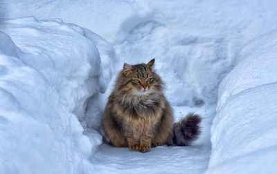 Siberian cat in