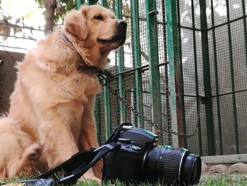 Dog looking away