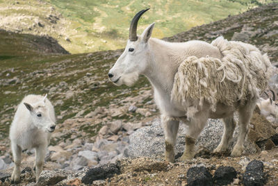 Sheep standing on rock