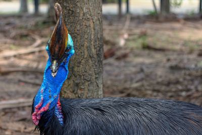 Close-up of a peacock