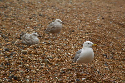 High angle view of seagulls on land