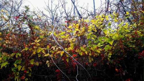 Low angle view of red flowers growing on tree