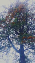 Low angle view of tree against sky