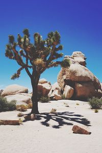 Tree against rock formation and clear sky