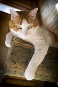 Close-up portrait of a cat