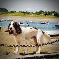 Dog standing on sea shore against sky