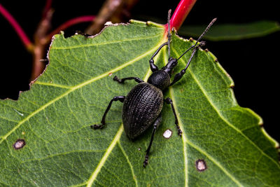 Close-up of insect on leaf