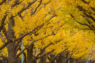 Close-up of yellow tree during autumn