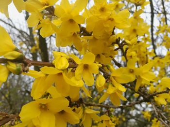 Close-up of yellow flowers