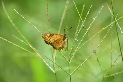 Butterfly on leaf