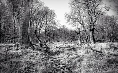 Bare trees in forest