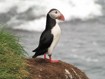 Close-up of bird perching on a plant