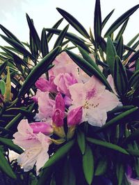 Close-up of flowers